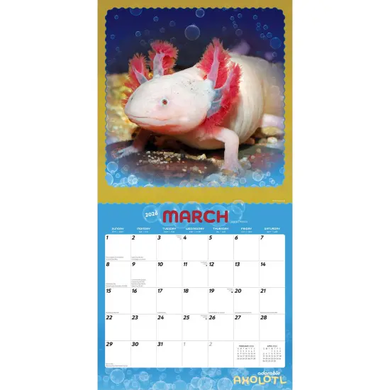 Adorable Axolotl | 2026 12 x 24 Inch (Hanging) Monthly Square Wall Calendar | Plastic-Free {3}