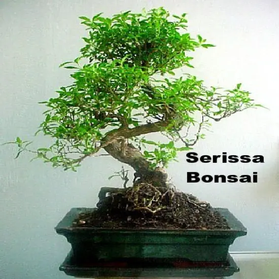 Double White Serissa Tree - 2.5" Pot - House Plant, Fairy Garden Plant, Bonsai {3}