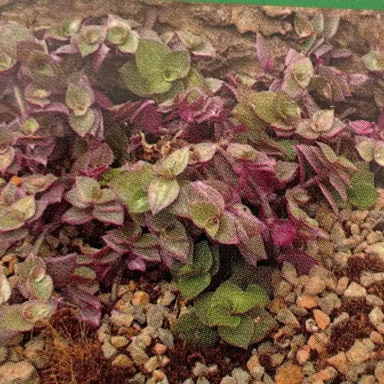 Pink Panther Bolivian Jewel - Callisia repens - 2.5" Pot {3}