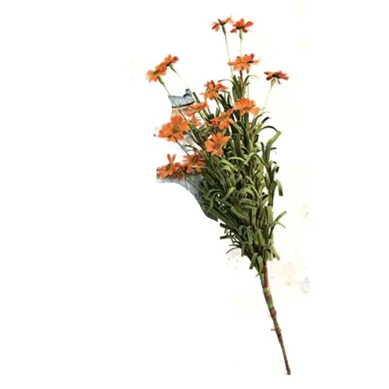 Mini Mountain Daisy Bush Orange {1}