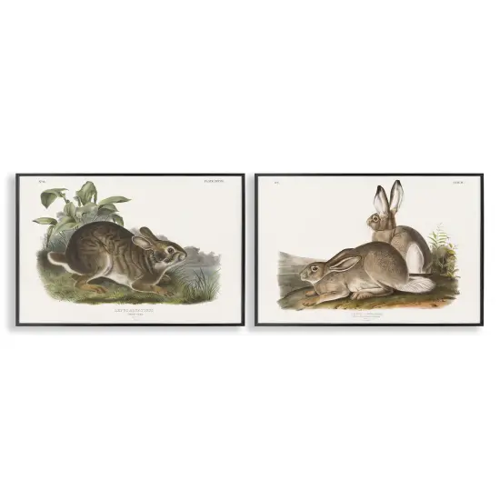 Stupell Industries Gentle Resting Cottage Rabbit2 pc Framed Giclee Wall Art Set Design by Wild Apple Portfolio {1}