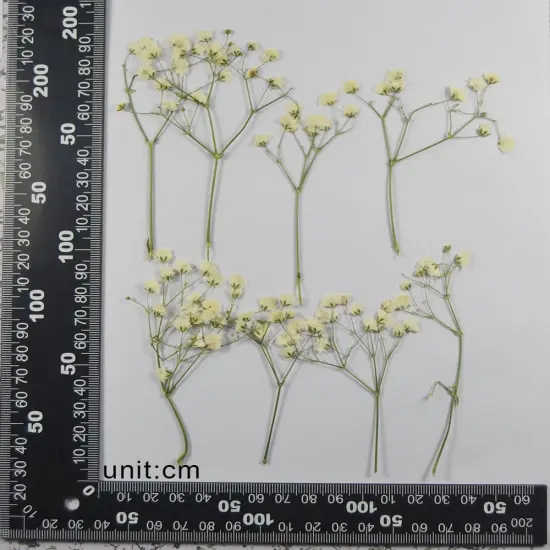 50 pcs Real Pressed Dried Flowers Mini White Gypsophila Baby's Breath for Wedding Invitation Resin DIY Art Floral Decors {3}