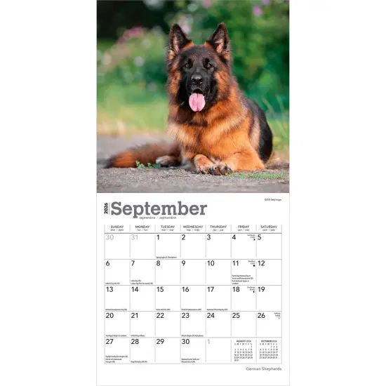 German Shepherds | 2026 7 x 14 Inch (Hanging) Monthly Mini Wall Calendar {4}