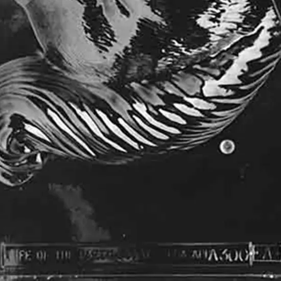 3D Jumbo Squirrel Chocolate Mold {2}