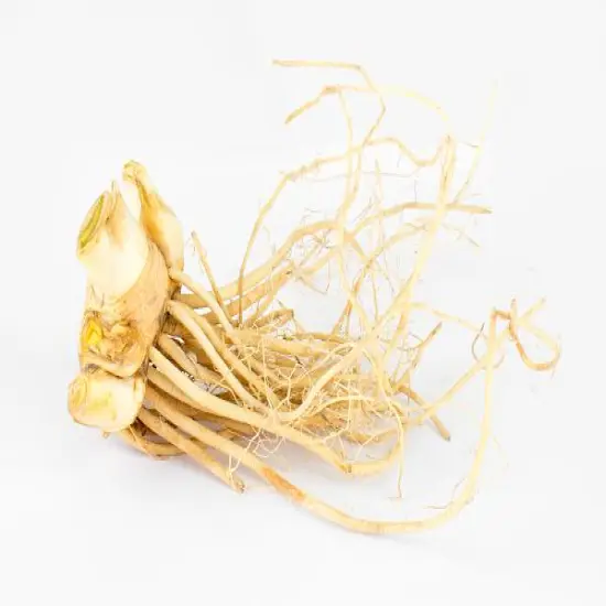 Immortality Tall Bearded German Iris - REBLOOMER - One Top Size Root {3}