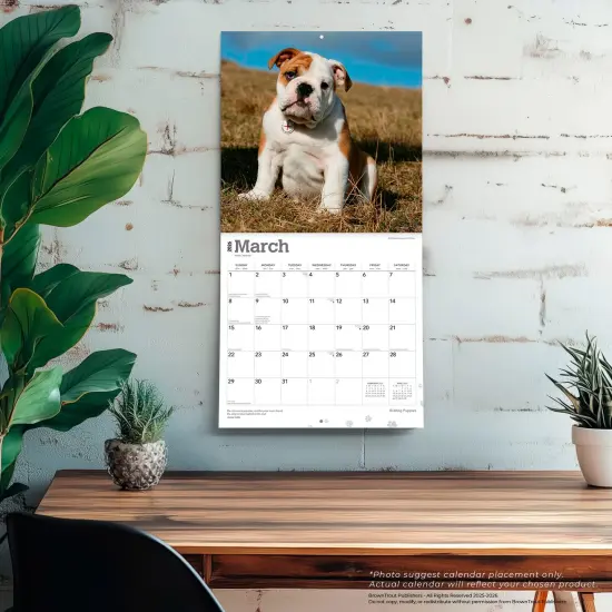 Bulldog Puppies | 2026 12 x 24 Inch (Hanging) Monthly Square Wall Calendar | Plastic-Free {5}