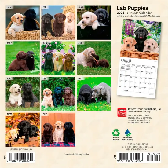 Lab Puppies | 2026 7 x 14 Inch (Hanging) Monthly Mini Wall Calendar {2}