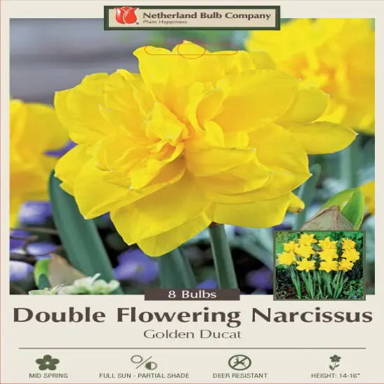 Golden Ducat Double Narcissus/Daffodil 7 Bulbs - 14/16 cm Bulbs {3}