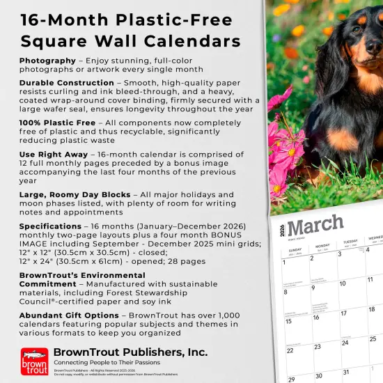 Miniature Dachshunds | 2026 12 x 24 Inch (Hanging) Monthly Square Wall Calendar | Plastic-Free {6}