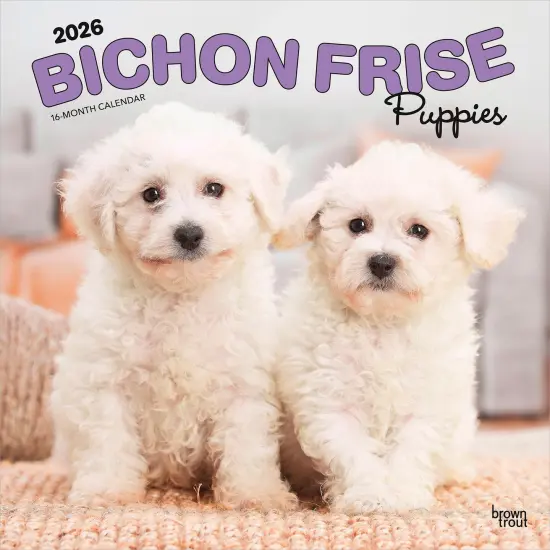 Bichon Frise Puppies | 2026 12 x 24 Inch (Hanging) Monthly Square Wall Calendar | Plastic-Free {1}