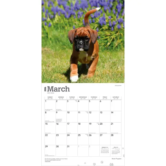 Boxer Puppies | 2026 12 x 24 Inch (Hanging) Monthly Square Wall Calendar | Plastic-Free {3}