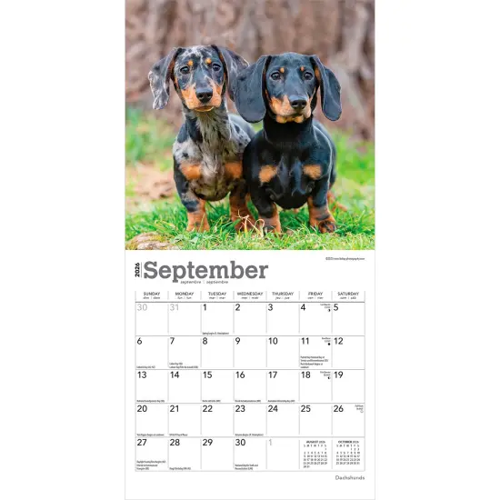 Dachshunds | 2026 7 x 14 Inch (Hanging) Monthly Mini Wall Calendar {4}
