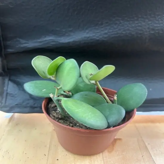 String of Coins - Xerosicyos Danguyi - 2.5" Pot {5}