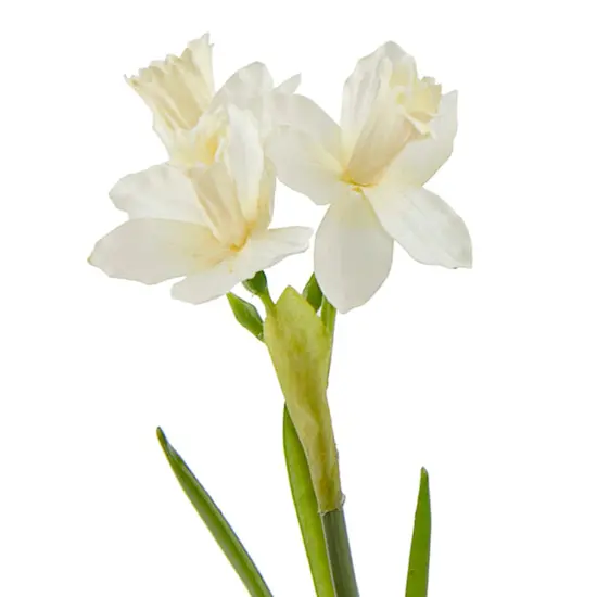 20.5" Natural Touch White Daffodils {2}