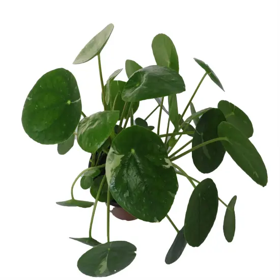 Variegated Pilea Peperomioides- White Splash- 4" Pot {3}