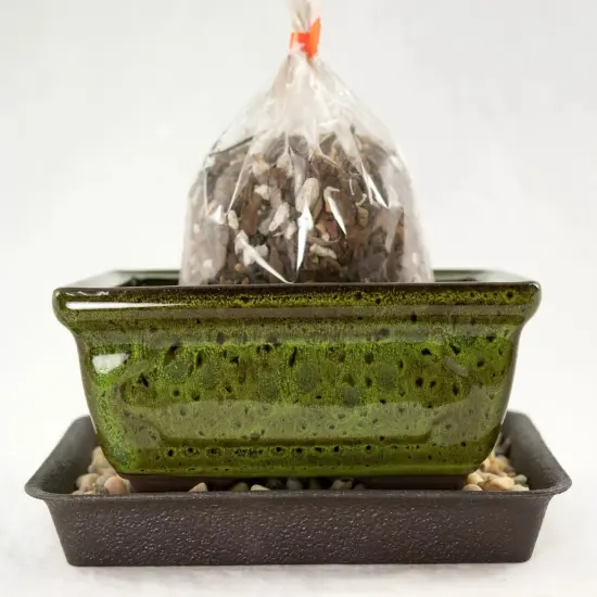 6" Rectangular Moss Green Shohin Bonsai Pot + Soil + Tray + Rock + Mesh Kit {4}