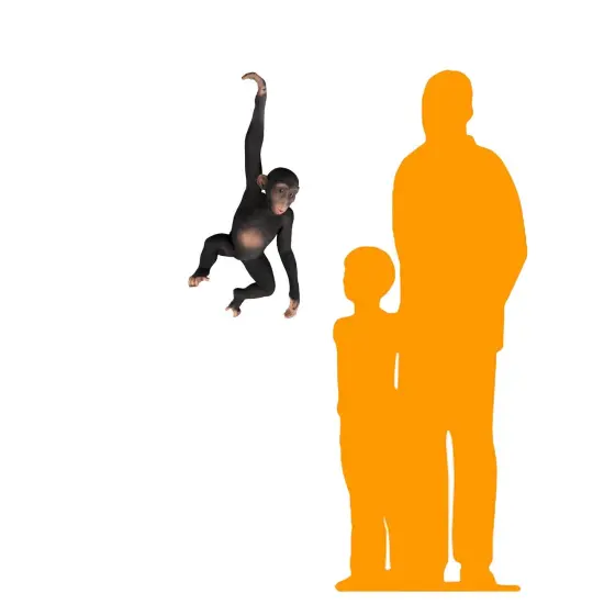 Monkey Chimpanzee Hanging Life Size Statue {2}