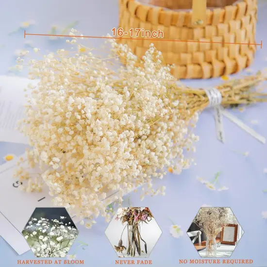 6500+ Dried-Babys-Breath-Flowers-Bouquet, Double Quantityed Ivory White Flowers, Natural Gypsophila Branches, Valentine's Day, Dry Flowers Bulk for Vase, DIY Wreath Home Party Wedding(5.7Oz) {4}