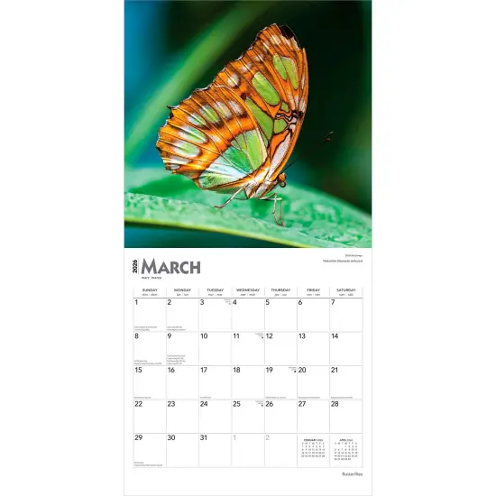 Butterflies | 2026 12 x 24 Inch (Hanging) Monthly Square Wall Calendar | Plastic-Free {3}