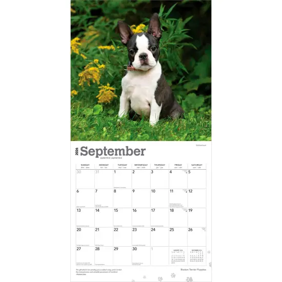 Boston Terrier Puppies | 2026 12 x 24 Inch (Hanging) Monthly Square Wall Calendar | Plastic-Free {4}