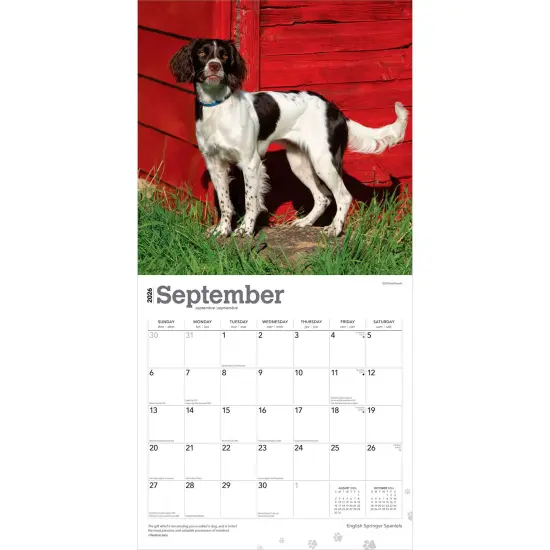 English Springer Spaniels | 2026 12 x 24 Inch (Hanging) Monthly Square Wall Calendar | Plastic-Free {4}