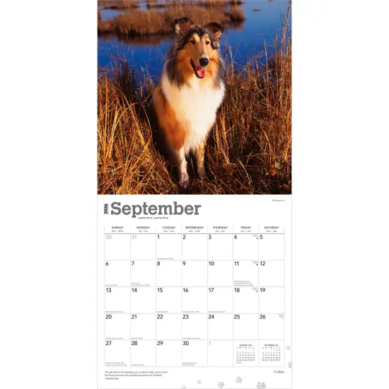 Collies | 2026 12 x 24 Inch (Hanging) Monthly Square Wall Calendar | Plastic-Free {4}