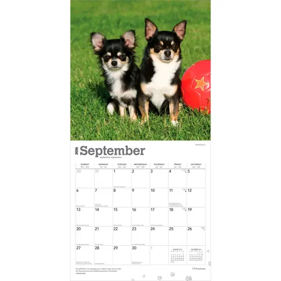 Chihuahuas | 2026 12 x 24 Inch (Hanging) Monthly Square Wall Calendar | Plastic-Free {4}