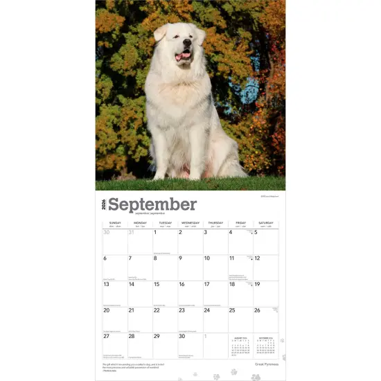Great Pyrenees | 2026 12 x 24 Inch (Hanging) Monthly Square Wall Calendar | Plastic-Free {4}