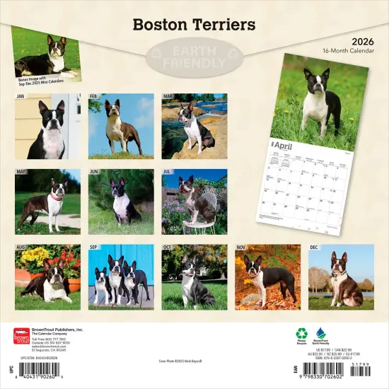 Boston Terriers | 2026 12 x 24 Inch (Hanging) Monthly Square Wall Calendar | Plastic-Free {2}
