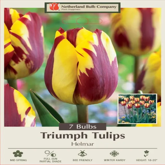 Helmar Triumph Tulip 7 Bulbs - 12/+ cm Bulbs - Burgundy / Golden Yellow {1}
