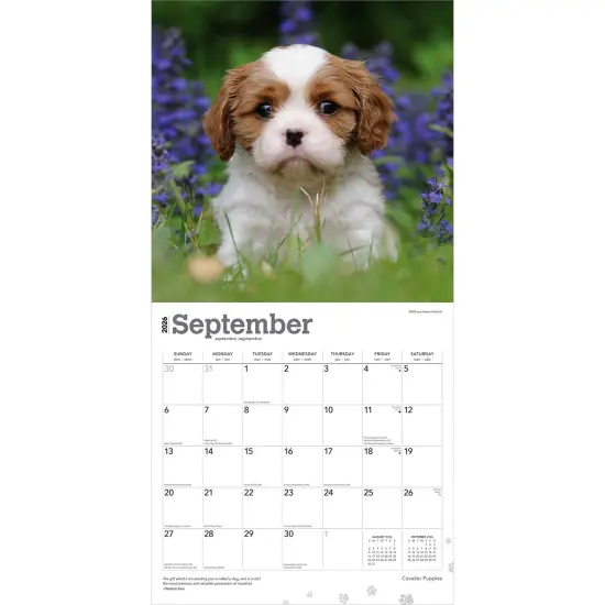 Cavalier King Charles Spaniel Puppies | 2026 12 x 24 Inch (Hanging) Monthly Square Wall Calendar | Plastic-Free {4}