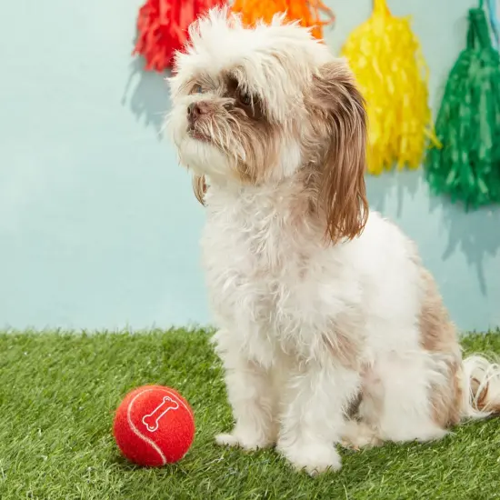 Juvale 12 Pack Red Tennis Balls for Dogs, Durable and Soft 2.5 Inch Red Balls for Fetch, Training, Backyard Games and Interactive Play, Includes Mesh Bag for Storage {2}