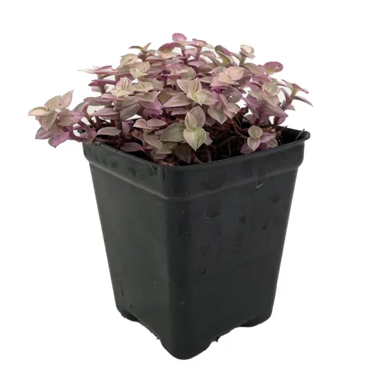 Pink Panther Bolivian Jewel - Callisia repens - 2.5" Pot {2}