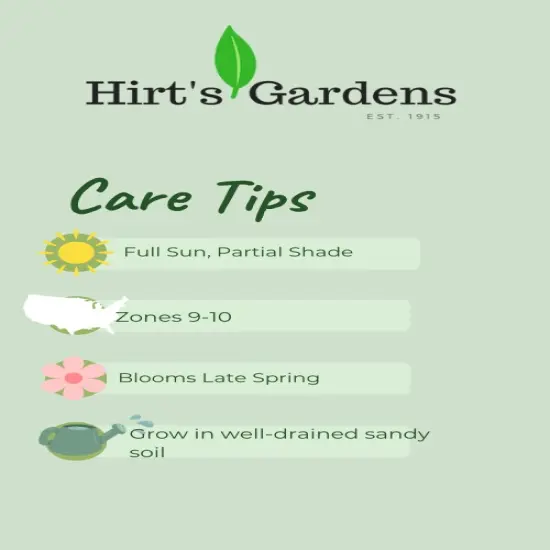 Double Red Freesia 20 Bulbs - Fragrant - 6/+ cm Bulbs {3}