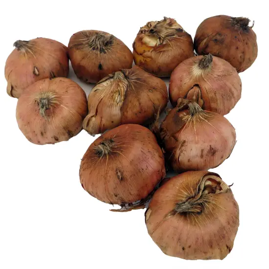 Tina Glamini Gladiolus 10 Bulbs - 10/12 cm - Soft lavender {3}