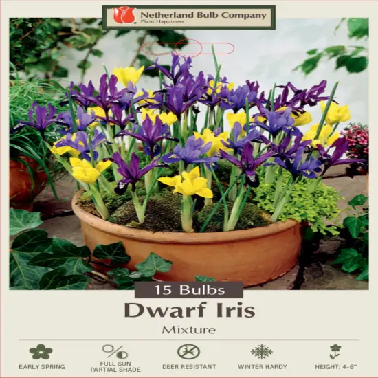 Dwarf Iris Mixed Colors -Rockgarden/Specie-Very Hardy! - 15 Bulbs 5/+ cm Bulbs {1}