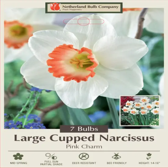 Pink Charm Daffodil 7 Bulbs - Gorgeous - 14/16 cm Bulbs {1}