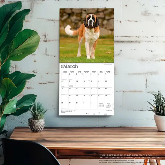 Saint Bernards | 2026 12 x 24 Inch (Hanging) Monthly Square Wall Calendar | Plastic-Free {5}