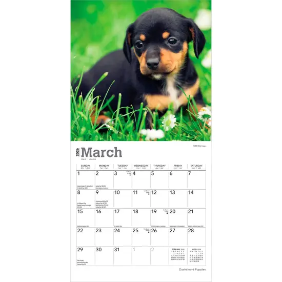 Dachshund Puppies | 2026 7 x 14 Inch (Hanging) Monthly Mini Wall Calendar {3}