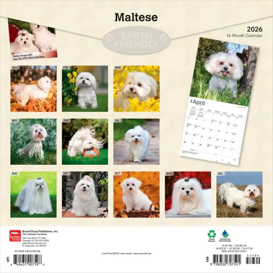 Maltese | 2026 12 x 24 Inch (Hanging) Monthly Square Wall Calendar | Plastic-Free {2}