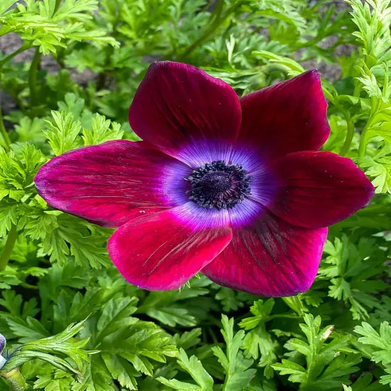 Bordeaux Anemone Windflower - 10 Bulbs - 4/5 cm Bulbs - NEW {3}