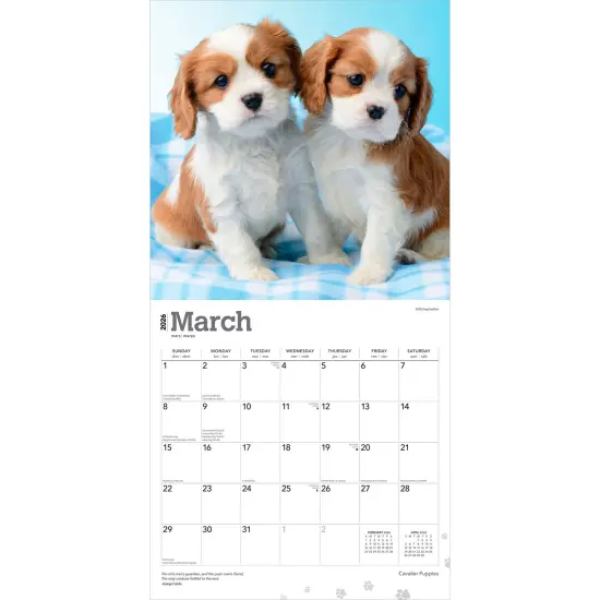 Cavalier King Charles Spaniel Puppies | 2026 12 x 24 Inch (Hanging) Monthly Square Wall Calendar | Plastic-Free {3}