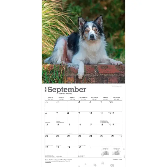 Border Collies | 2026 12 x 24 Inch (Hanging) Monthly Square Wall Calendar | Plastic-Free {4}