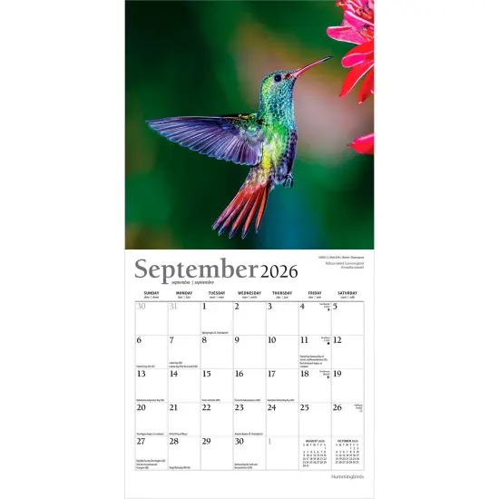 Hummingbirds | 2026 7 x 14 Inch (Hanging) Monthly Mini Wall Calendar | Foil Stamped Cover {4}