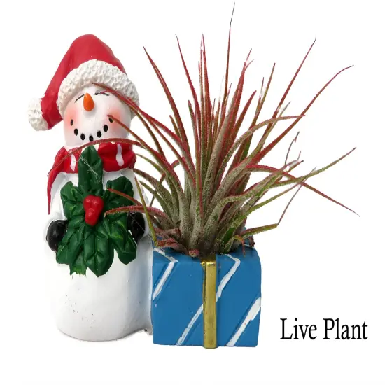 Ceramic Snowman with a Santa Hat Planter plus Live Air Plant - Tillandsia {2}