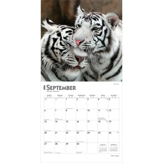 White Tigers | 2026 12 x 24 Inch (Hanging) Monthly Square Wall Calendar | Plastic-Free {4}