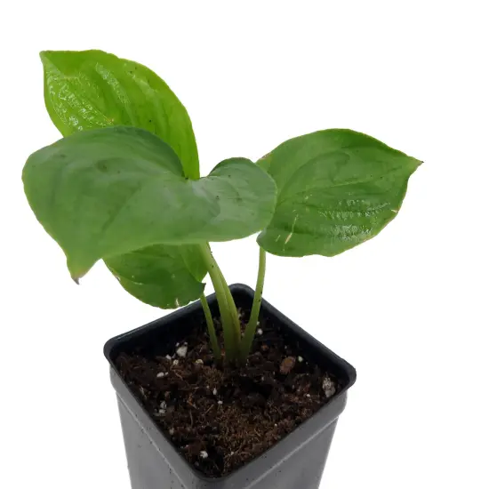 Rare Black Bat Plant -Tacca chanterii - Exotic Houseplant - 2.5" Pot {5}