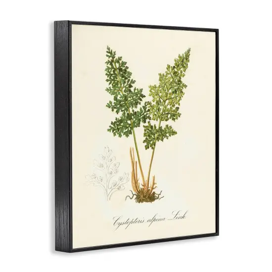 Stupell Industries Biological Plant Study Framed Giclee Wall Art Design by Tina Higgins Designs, Inc. {3}