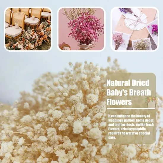 Dried Babys Breath Bulk Natural Dried Gypsophila Flowers White Babys Breath Stems for Home Decor, Weddings, Crafts {3}
