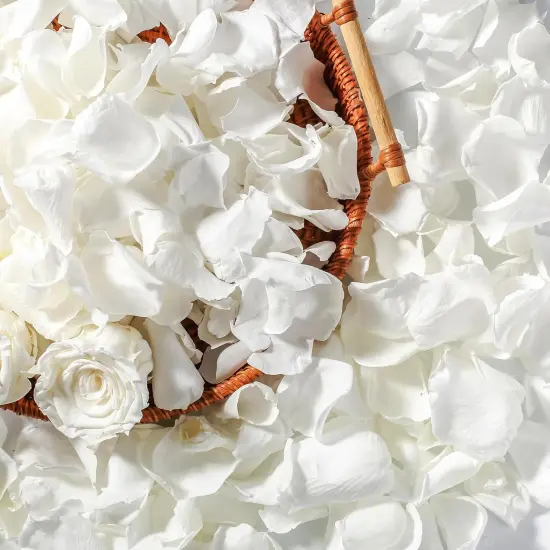 Real Dried Ivory White Rose Petals, Frozen Preserved Petals for, Wedding Party Decorations {1}